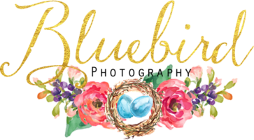 Bluebird Photography